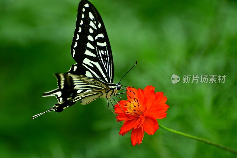 蝴蝶和橙色/黄色的宇宙花